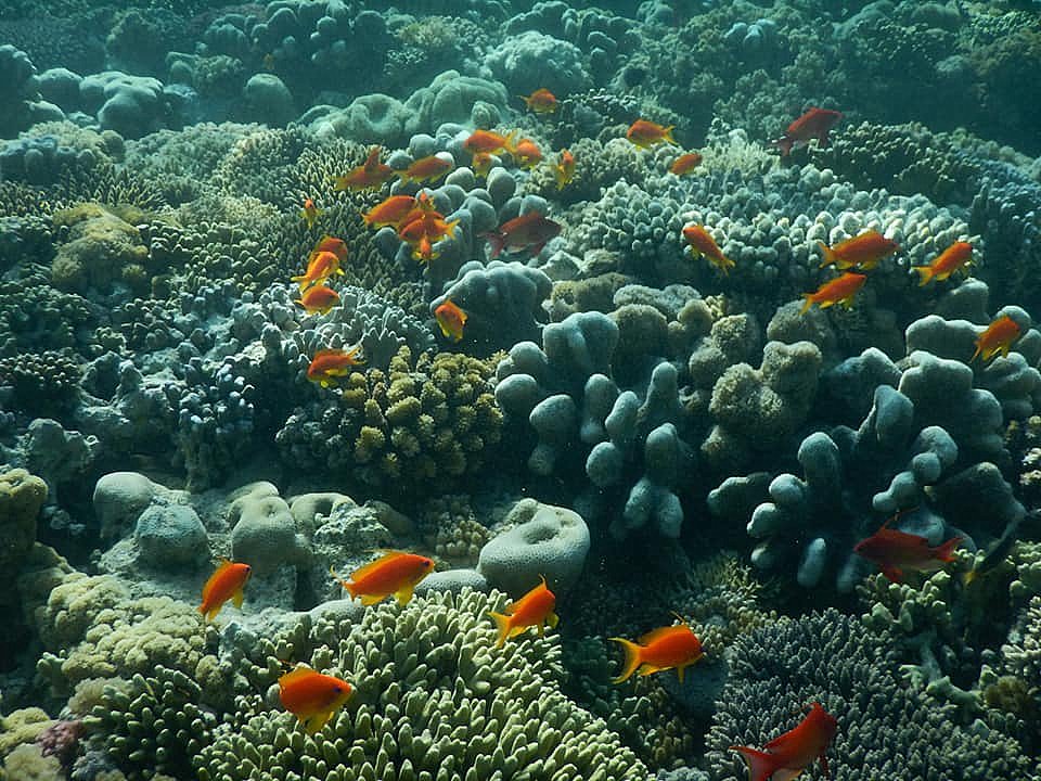 Snorkeling, plongée, Madiro Kitamby, baie du Courrier, Diego Suarez, Madagascar